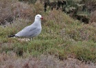 Audouinsmeeuw   A.Bender : SPANJE 2012 60D